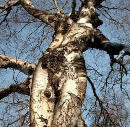 tree-goddess